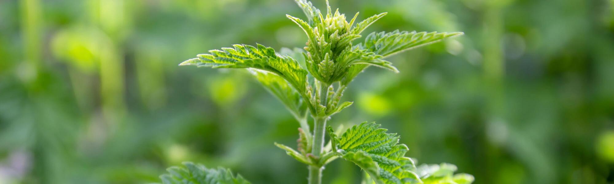 Pokrzywa — na co pomaga picie pokrzywy zwyczajnej?